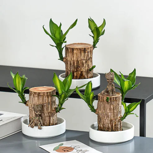 Lucky Brazil Wood Potted Plant 🔥 Last Day Sale - 50% Off🔥