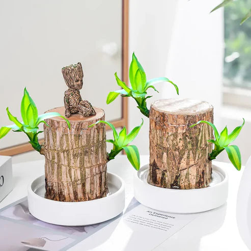 Lucky Brazil Wood Potted Plant 🔥 Last Day Sale - 50% Off🔥