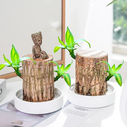 Lucky Brazil Wood Potted Plant 🔥 Last Day Sale - 50% Off🔥