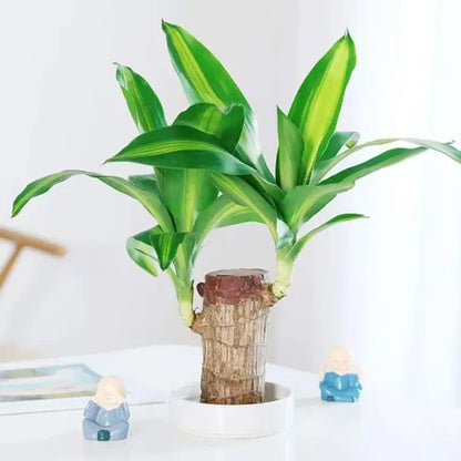 Lucky Brazil Wood Potted Plant 🔥 Last Day Sale - 50% Off🔥