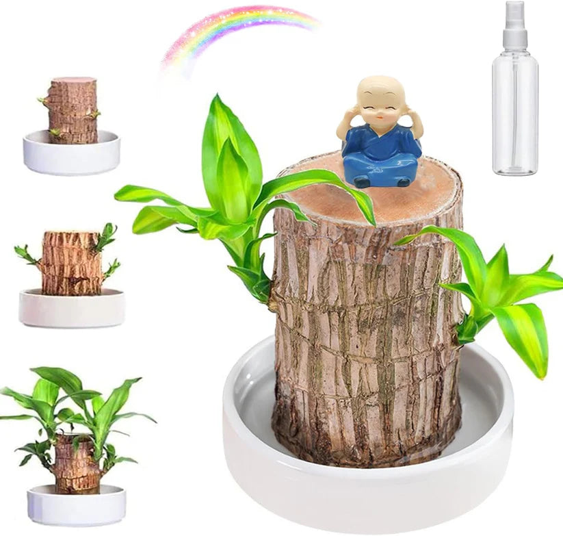 Lucky Brazil Wood Potted Plant 🔥 Last Day Sale - 50% Off🔥