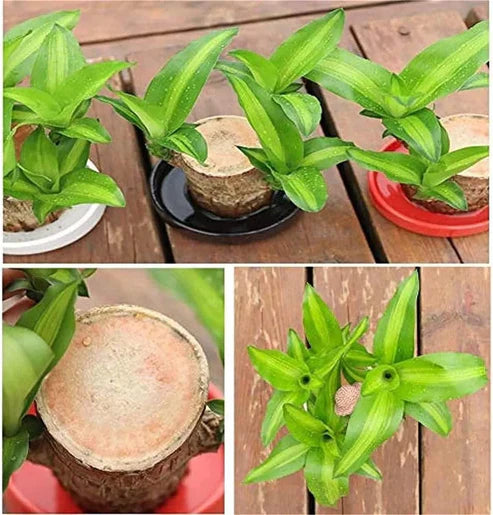 Lucky Brazil Wood Potted Plant 🔥 Last Day Sale - 50% Off🔥