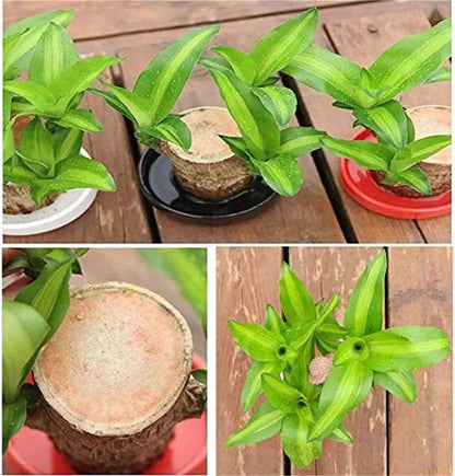 Lucky Brazil Wood Potted Plant 🔥 Last Day Sale - 50% Off🔥