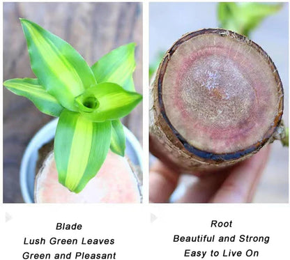 Lucky Brazil Wood Potted Plant 🔥 Last Day Sale - 50% Off🔥