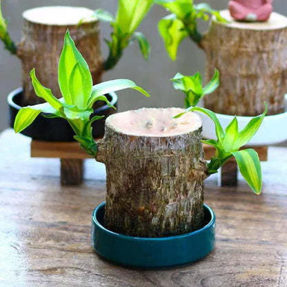 Lucky Brazil Wood Potted Plant 🔥 Last Day Sale - 50% Off🔥