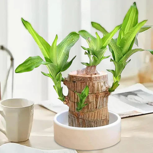 Lucky Brazil Wood Potted Plant 🔥 Last Day Sale - 50% Off🔥