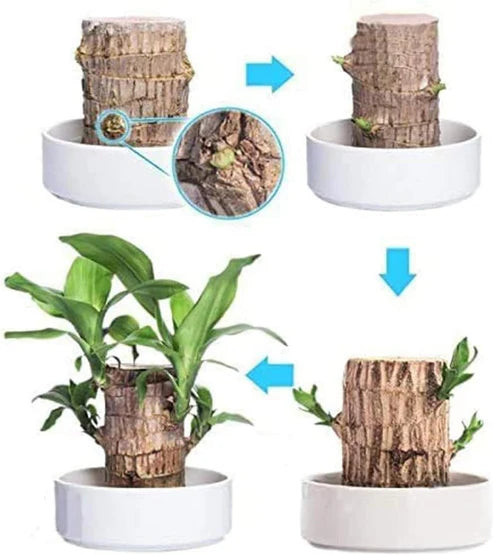 Lucky Brazil Wood Potted Plant 🔥 Last Day Sale - 50% Off🔥